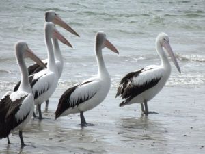 Our fine feathered Pelicans @ Burrum Heads