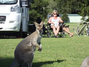 Dearne and Wallaby