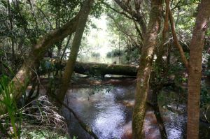 Drummer Rainforest Walk