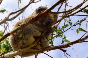 Koala in Otway National Park