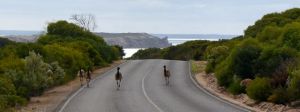 Emus in Innes National Park
