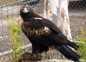 Australian Wedgetail Eagle