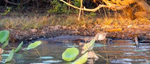 A 'salty' along the Mary River