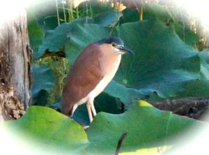 Birdlife at the Billabong