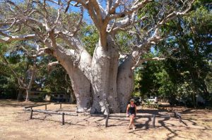 Dearne beside Boab Tree In Wyndham Holiday Park