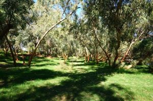 Our stunning little park up spot of de Gray River. Directly beside the river and green grass - a luxury in this part of the world