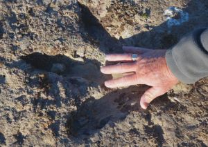 An appreciation of the size of the dinosaur print at Roebuck Bay 