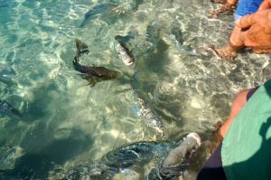 Oh so tempting and those Norwest Snapper are just asking to be caught