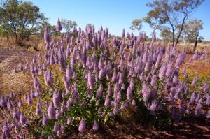 Wildflowers on Australia's west coast