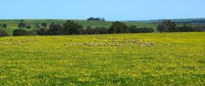 The stunning wildflowers seen in our drive to New Norcia