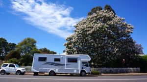 A shot of the motorhome beside a giant Paulownia tree at Nannup