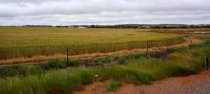 Just 20 hectares of the Belts 4 million hectares of wheat fields