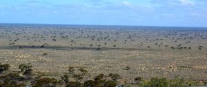 The Nullabor Plain as far as the eye can see - the scenery was amazing.