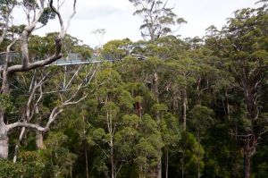 The walkway high in the canopy of the Valley of the Giants
