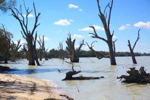 The 'pretending to be dead' old red Gums on the edge of Lake Benanee