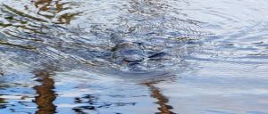 At last a shot of the elusive platypus in the wild at Myrtle Creek