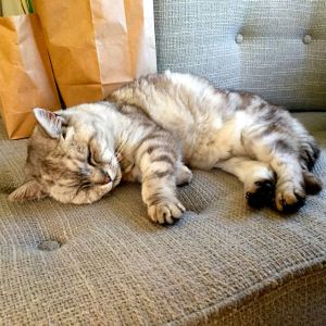 Not sure who he belongs to but he made himself at home with us in Melbourne